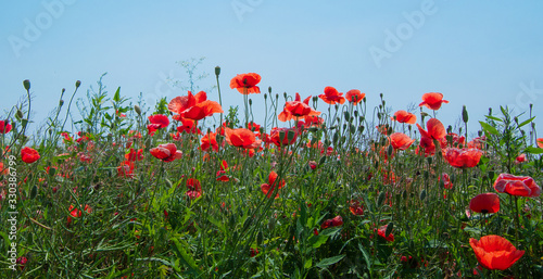 Field of red poppies © nata777_7