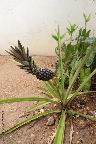 Residential Gardening with pineapple tree.
