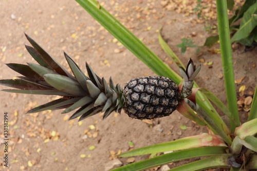 Residential Gardening with pineapple tree.