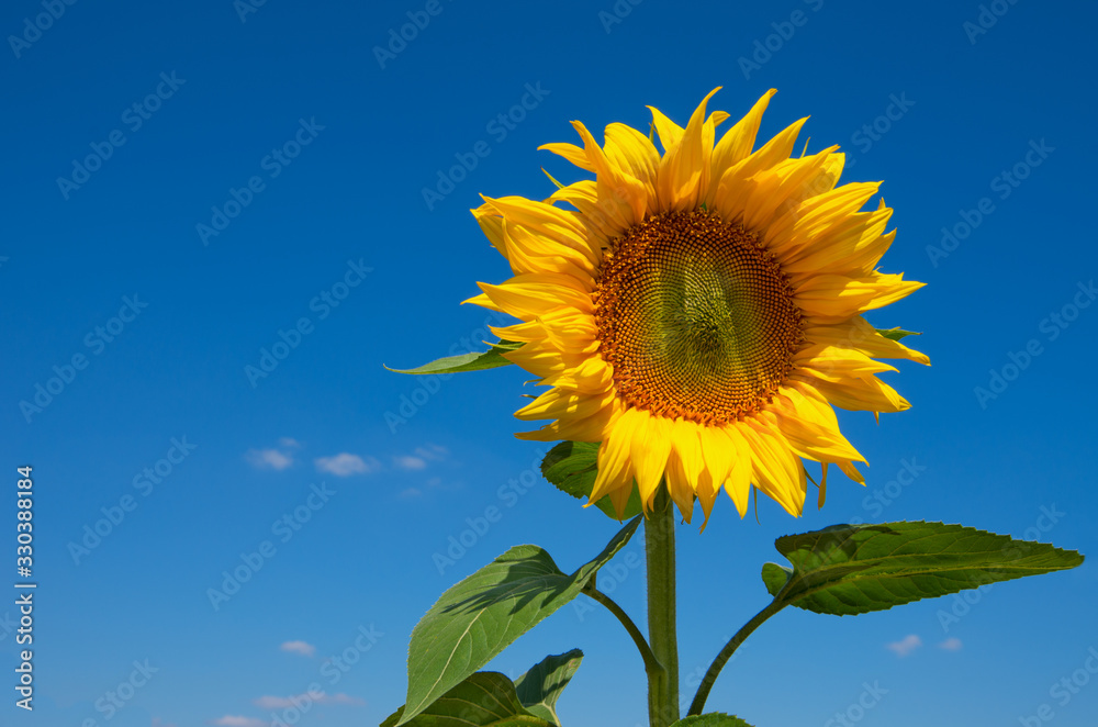 Sunflowers blooming in farm with blue sky. Sunflowers blooming in farm with blue sky.