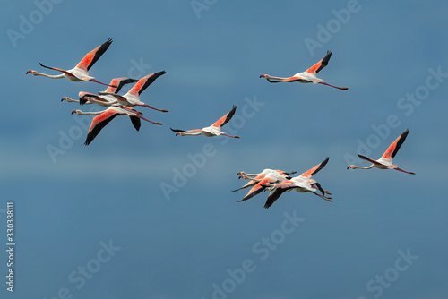 Pink flamingos in flight against blue sky
