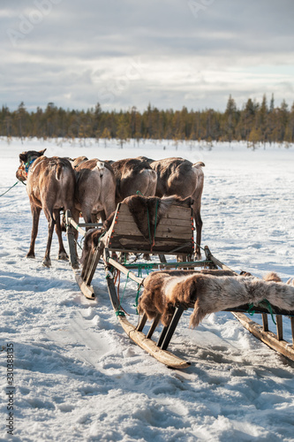 Deers harnessed to the sledges on a sunny winter day. Arkhangelsk region, Russia