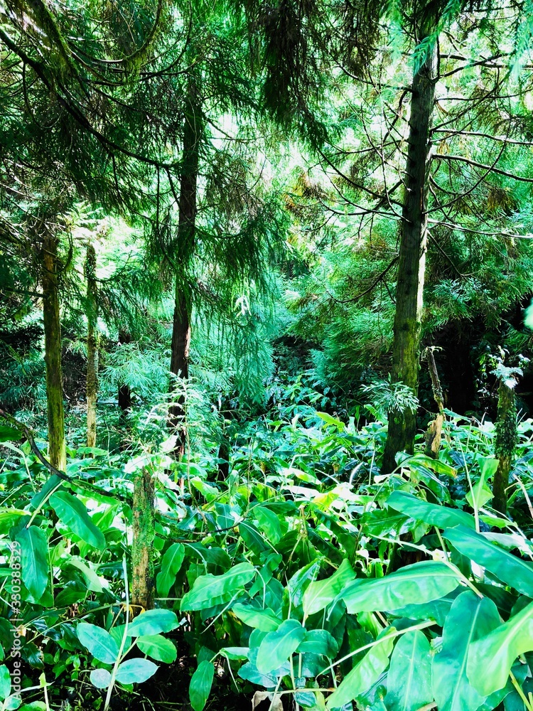 Fototapeta premium Azoren