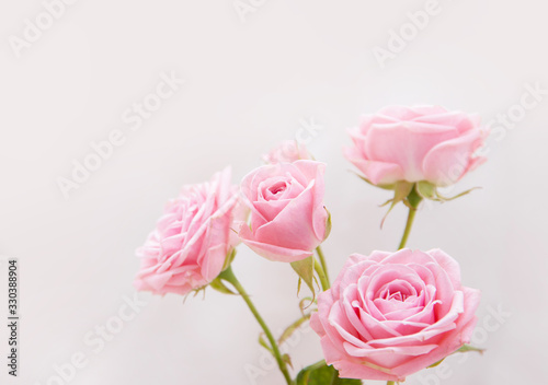 Pink roses in soft color  Made with blur style for background