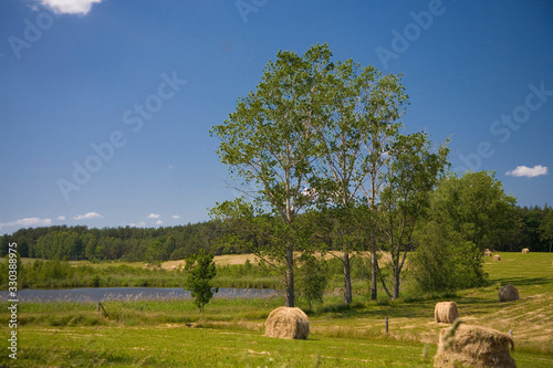 calm idyllic summer landscape with tree meadow and bales of straw on a warm day