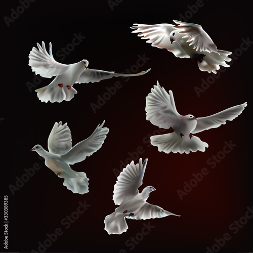 Pigeon peace White of Bird