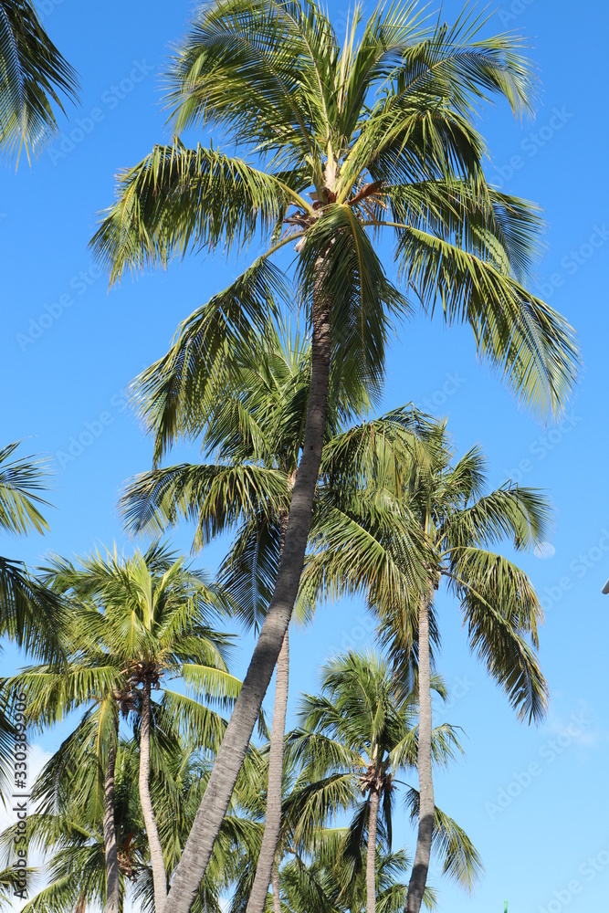 Coconut trees on Ponta Verde beach, Maceio city, Alagoas state, Brazil.
