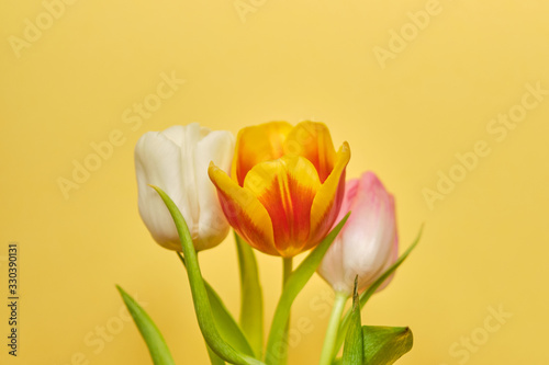 Tulips white, orange and pink on a yellow background.