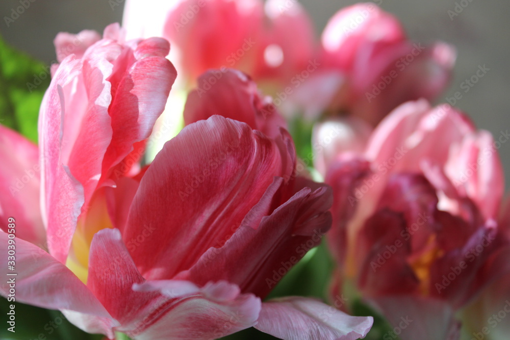 Smart, pink tulips on spring bouquet on background Smart, pink tulips on spring bouquet on background
