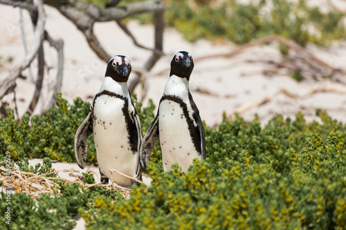 Penguin in Boulders Beach near Capetown