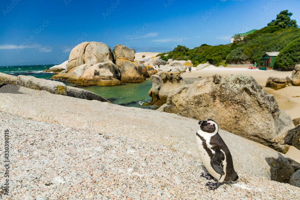 Obraz premium Penguin in Boulders Beach near Capetown