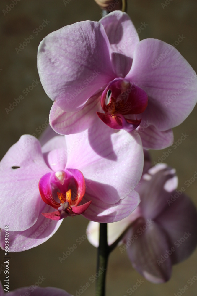 pleasant, exotic flowers in pink color pleasant, exotic flowers in pink color