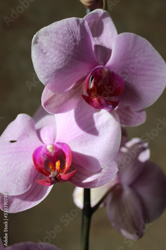 pleasant  exotic flowers in pink color