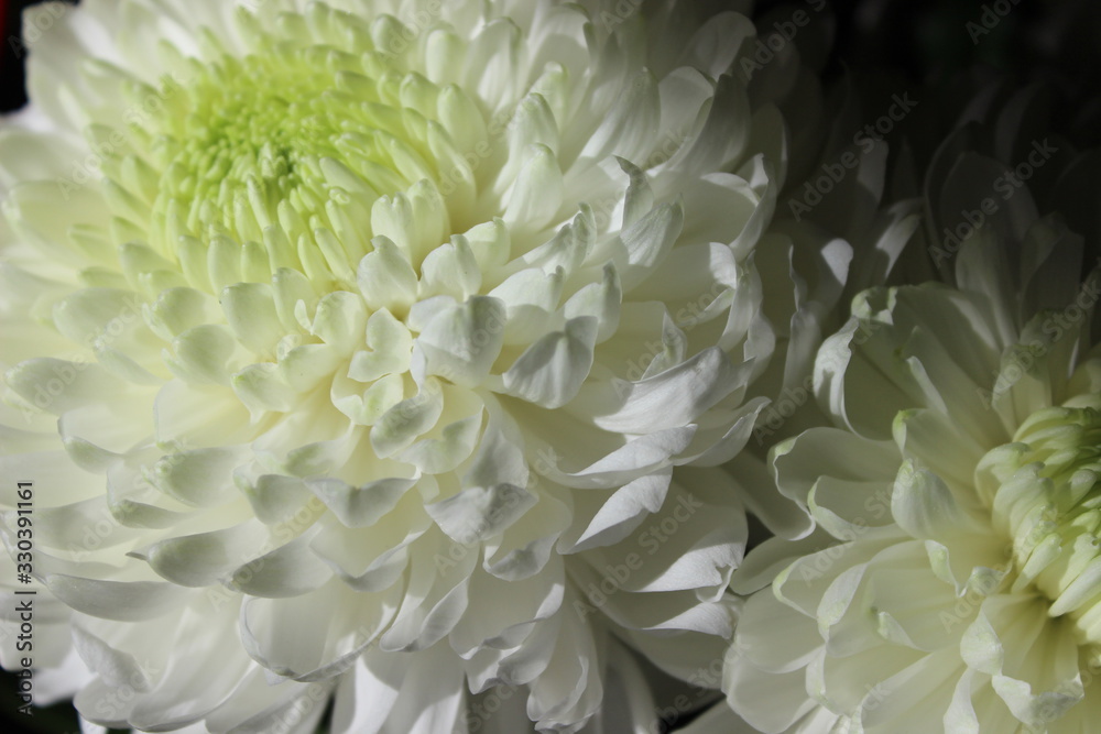 Wedding chrysanthemum flowers in white color