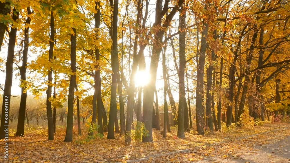 The sun shines through the autumn trees in the forest. Camera in motion