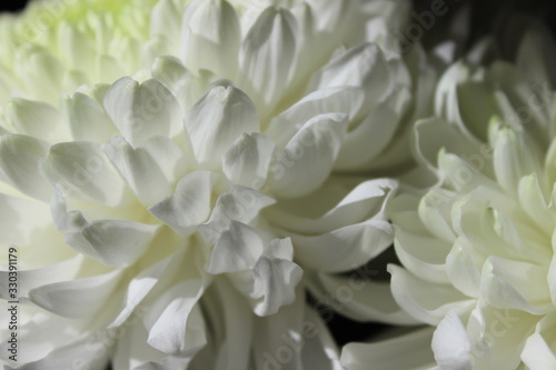 Beautiful white flowers of chrysanthemum, closeup © Olesia I