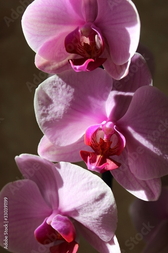 Excellent  pink orchid with three flowers for happy smile