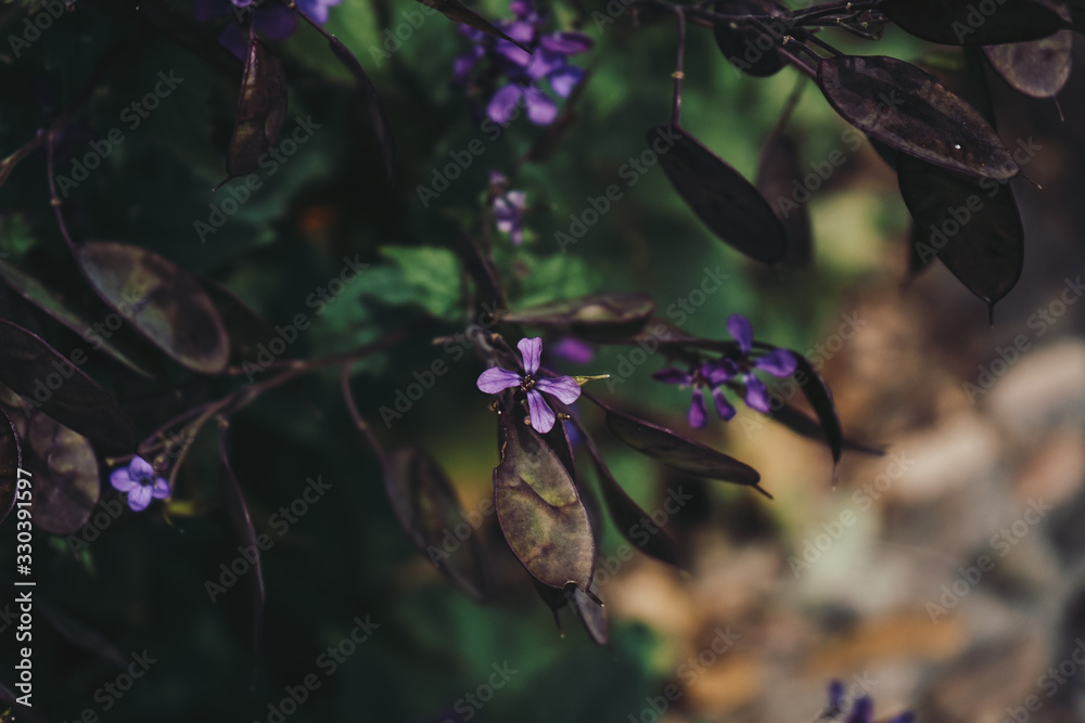 Beautiful shot of wild flowers Beautiful shot of wild flowers