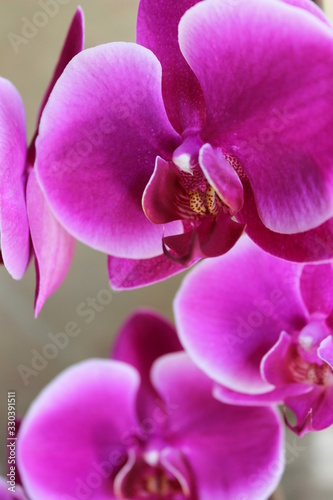 Beautiful orchid flower on green background in macro