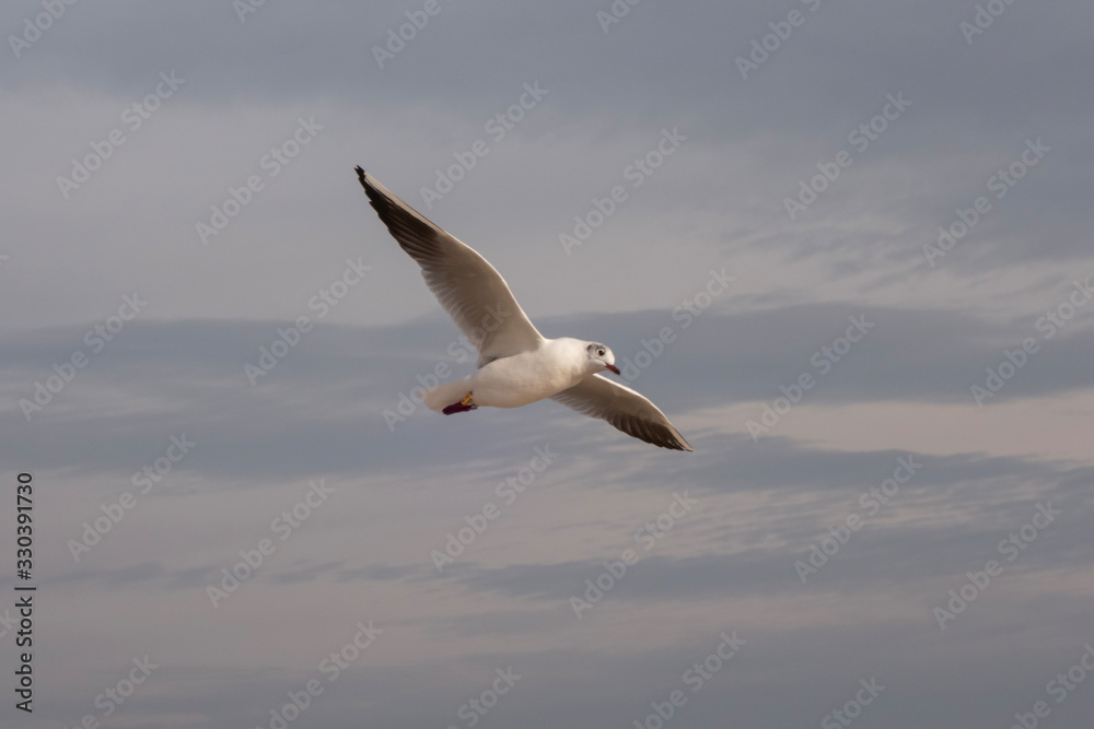 Obraz premium Seagulls and pigeons on the seashore on the beach on a sunny spring day.