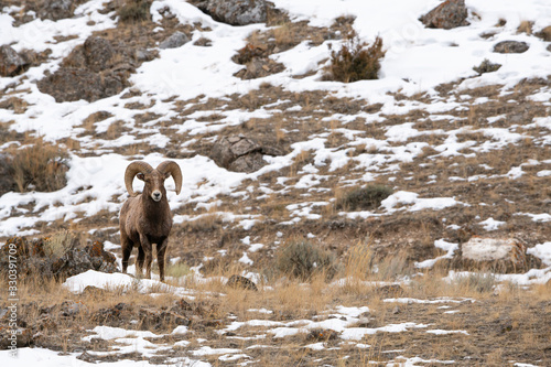 Rocky Mountain Bighorn Sheep