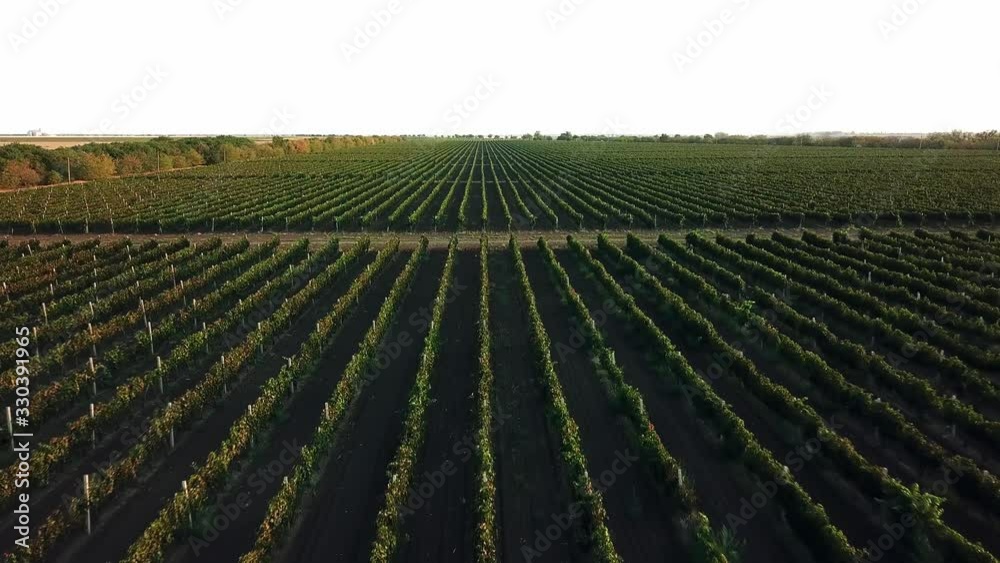 aerial view of Vineyard at dawn, bunches of grapes in the morning sun, blue grapes at sunrise aerial, Vineyard red wine grapes on the vine at winery aerial view of Vineyard at dawn, bunches of grapes in the morning sun, blue grapes at sunrise aerial, Vineyard red wine grapes on the vine at winery