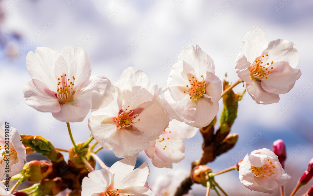 Tender Sakura or cherry tree flowers blossoming springtime sunny day Tender Sakura or cherry tree flowers blossoming springtime sunny day