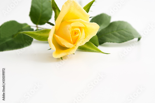 Single yellow rose with green leaves over white background with copy space