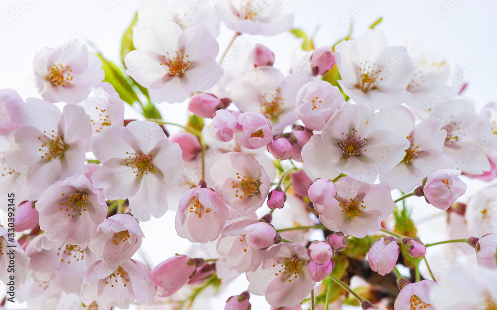Tender Sakura or cherry tree flowers blossom in springtime Tender Sakura or cherry tree flowers blossom in springtime