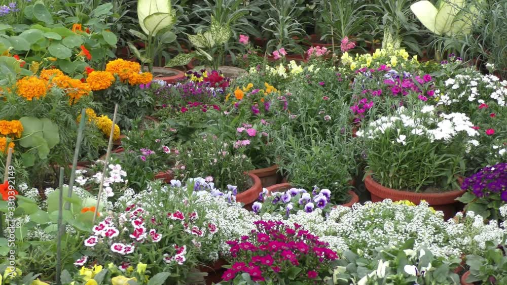 Colorful flower plants in garden. These plants in the pots and are seasonal. Colorful flower plants in garden. These plants in the pots and are seasonal.