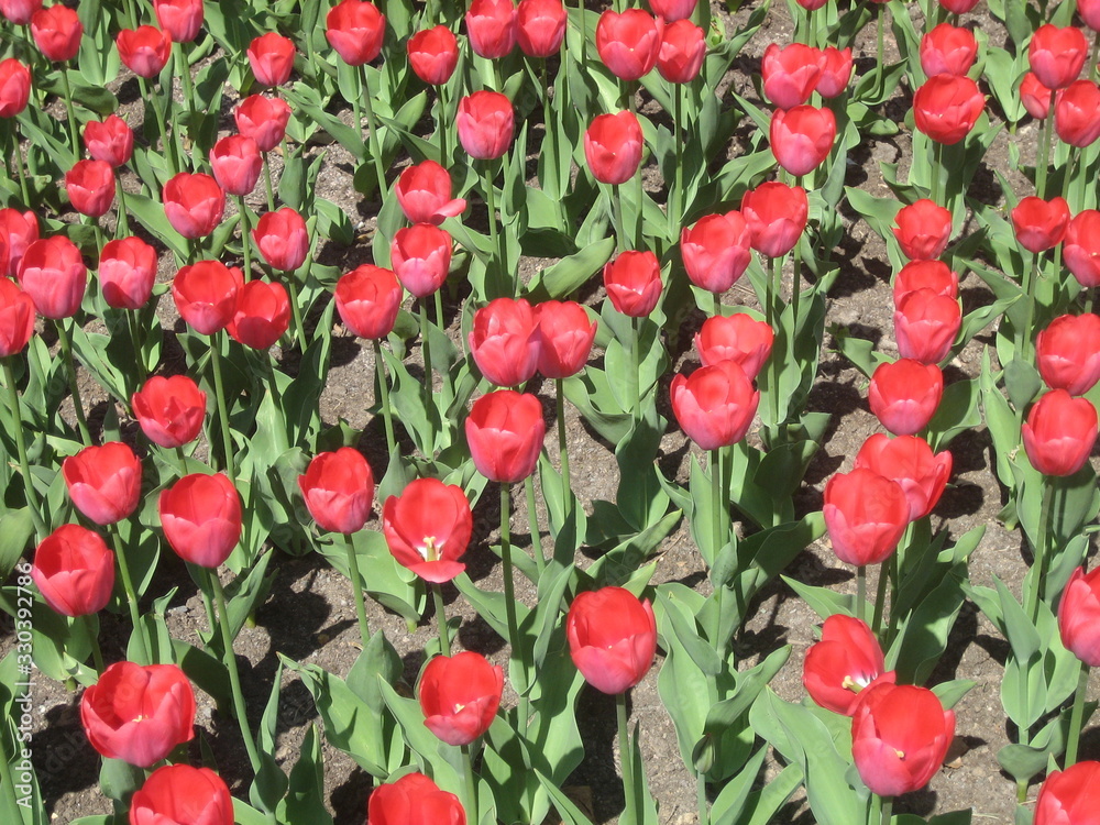 Fototapeta premium Many red tulips bloom on the flat brown ground.
