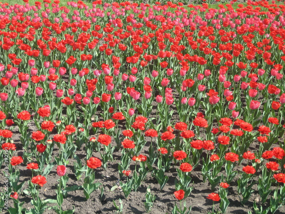 Many red tulips bloom on the flat brown ground.