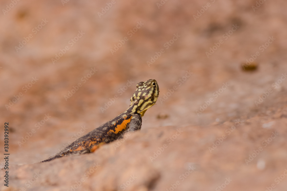 SPECIAL COLORFULL AGAMA NICE PORTRAIT