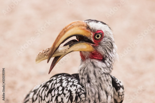 hornbill portrait eating a snack