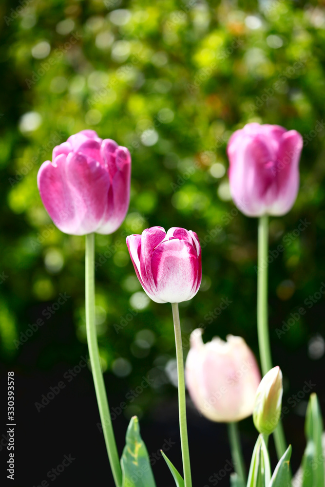 Obraz premium Tulip