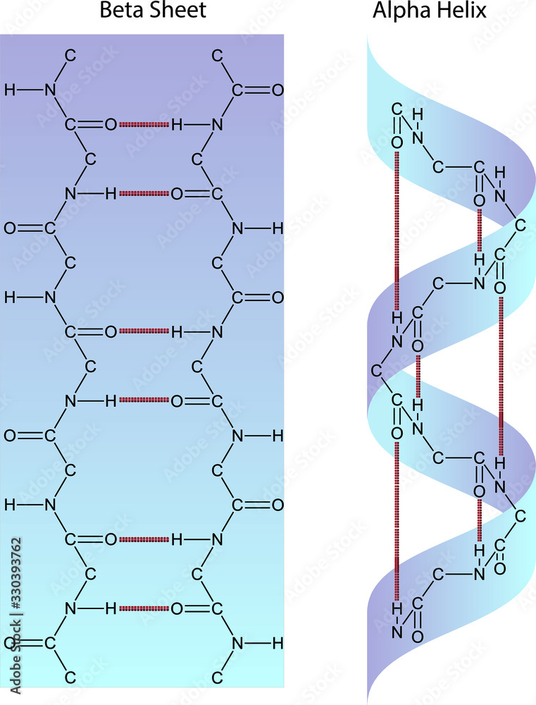 Protein Alpha Helix and Beta Sheet Stock Vector | Adobe Stock