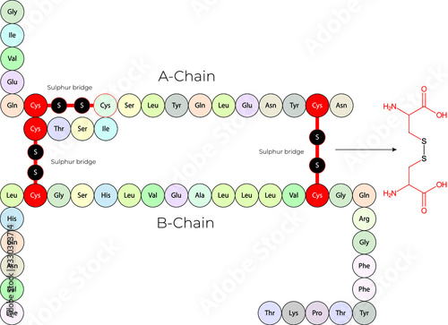 Human Insulin - Sulphur Bridge Cystein