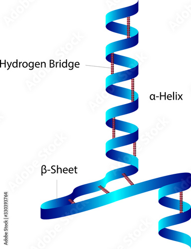 Protein Secondary Structure