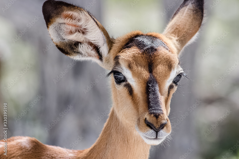 cute baby antilope face portrait
