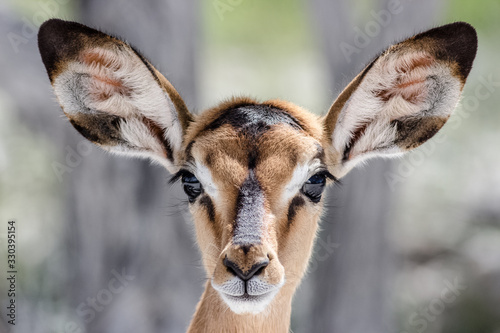 cute baby antilope face portrait photo