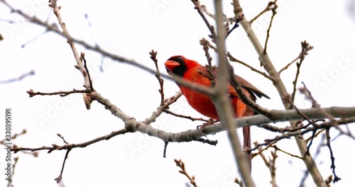 cardinal sings one of his songs