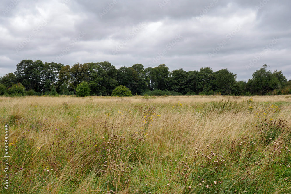 typical field on cluody day in england uk