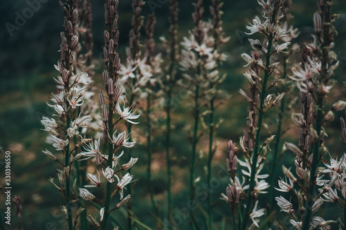 Beautiful background of wild flowers