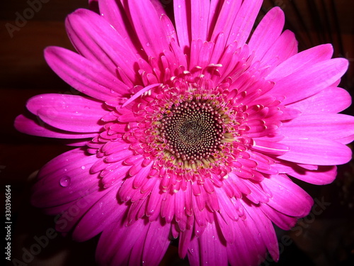 Bright gerbera flower in contrast lighting.