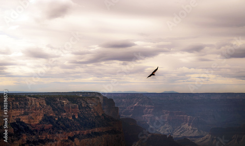 vogel über grand canyon
