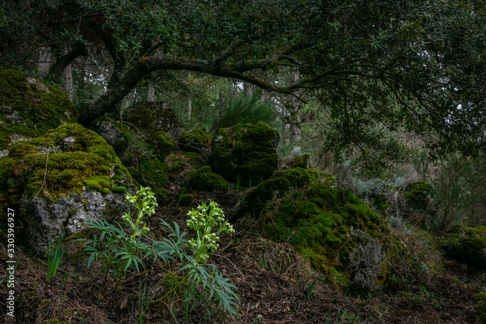 Closed forest landscape with light reaching low to the ground Closed forest landscape with light reaching low to the ground