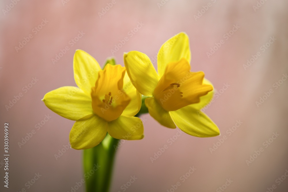 Fototapeta premium Daffodil spring flower is a symbol of happiness and new beginnings.