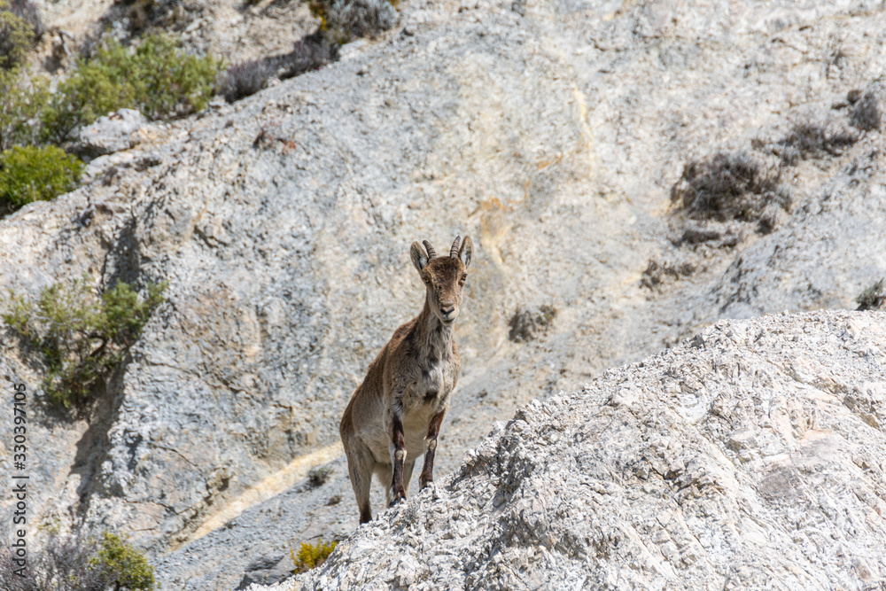 Mountain goat by Dolomite mountain in Sierra Nevada Mountain goat by Dolomite mountain in Sierra Nevada
