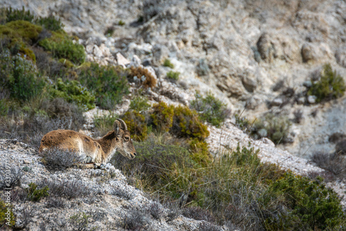 Mountain goat by Dolomite mountain in Sierra Nevada