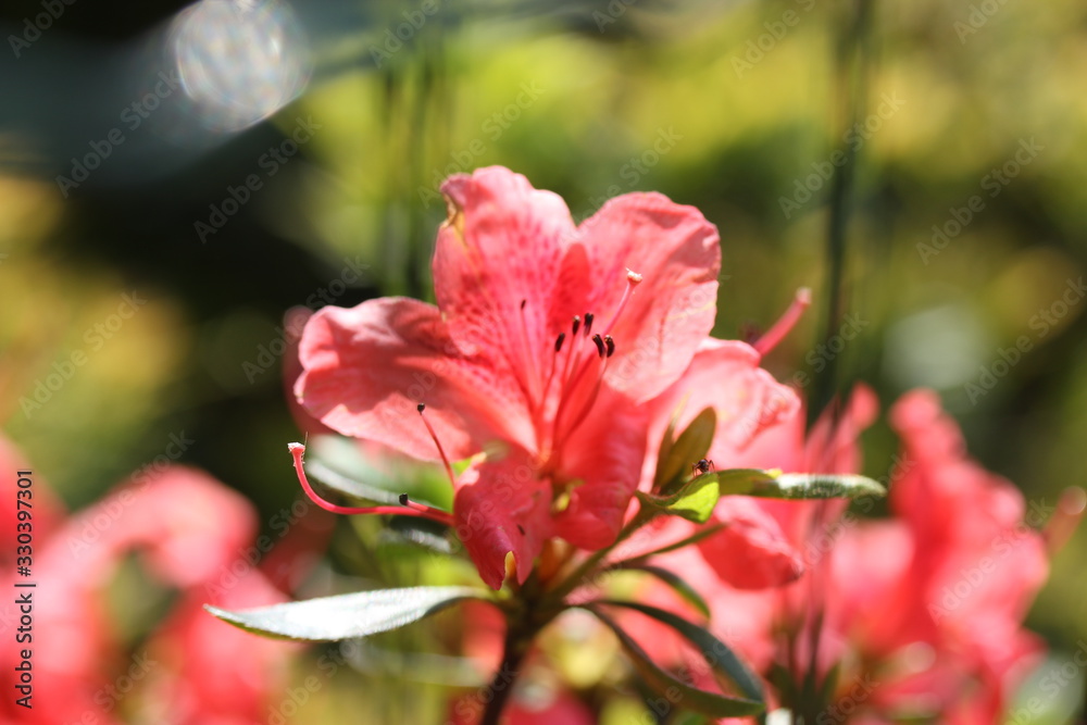 Beautiful pink flower, macro picture Beautiful pink flower, macro picture